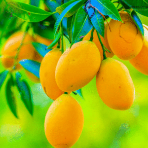 Mango Product Demo - হাড়িভাঙ্গা - ১ কেজি